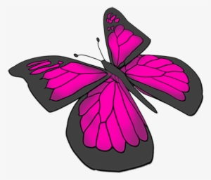 Beautiful Butterfly Images - Drawing Butterflies