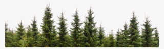 Row Of Trees Png Clip Free Download - Row Of Pine Trees
