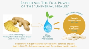 Superpure Ginger Extract - Ginger