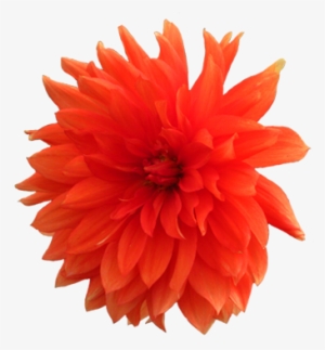 Orange Dahlia Flower Png - Realistic Flower Clip Art