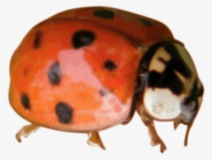 Custom Ladybug Closeup Mugs