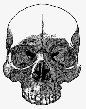 Drawn Skull Transparent Skull - Skull Drawing Transparent