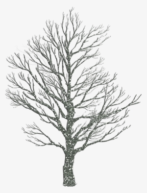 Tree In Winter Drawing At Getdrawings - Smile And Enjoy Life