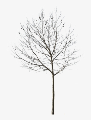 Deciduous Tree Png - Transparent Background Tree Black And White