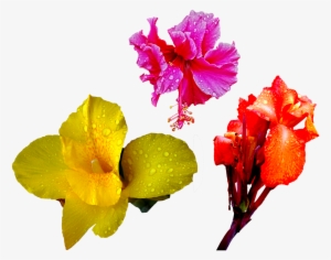 Png Flower Drops
