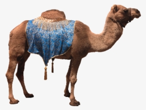 Camel Png Images - Camel Transparent Background