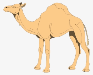 Camel - Png Vector Camel