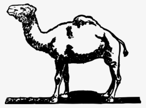Dromedary Bactrian Camel Horse How To Draw Drawing - Camel
