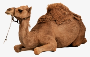 desert camel sitting png image
