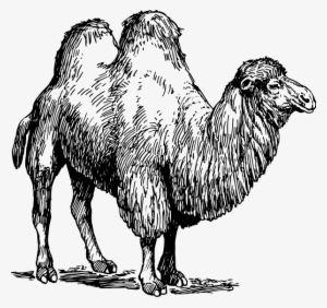 Camel 02 Clipart Png