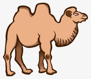 Animal Animals Bactrian Camel Camel Camel