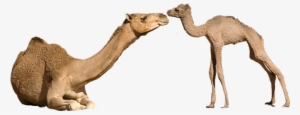 camels mothersday freetoedit sccamel camel - animal