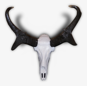 Pronghorn - Antelope Skull
