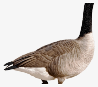 geese migration clipart transparent background - transparent canadian goose cartoon
