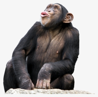Bonobo Common The Third Desktop Wallpaper - Bonobo Png