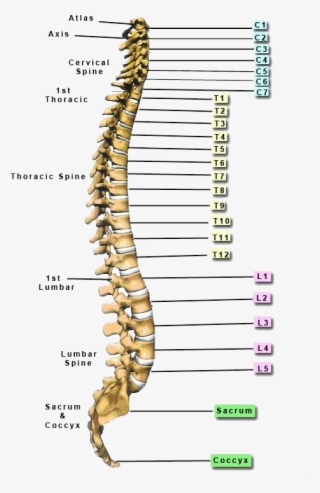Function Below The Level Of Spinal Cord Injury Will - Skeletal Spine