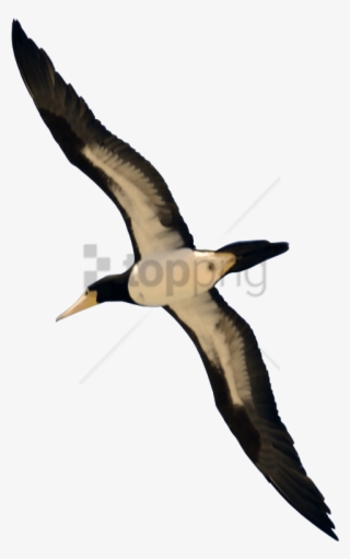 Free Png Download Real Bird Flying Png Images Background - Real Bird Flying Transparent