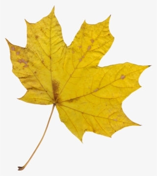 Png File Size - Laurier Leaf