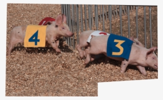 Pig Races - Domestic Pig