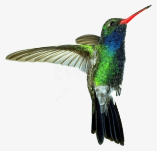Free Png Download Hummingbird Red Green Png Images - Hummingbird Png