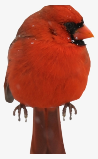 Cardinal Clipart Red Bird - Northern Cardinal