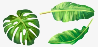 Banana Leaf Euclidean Vector Illustration - Banana Leaf Clip Art