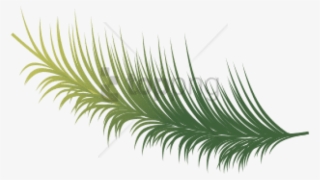 Free Png Coconut Leaves Vector Png Image With Transparent - Sabal Minor