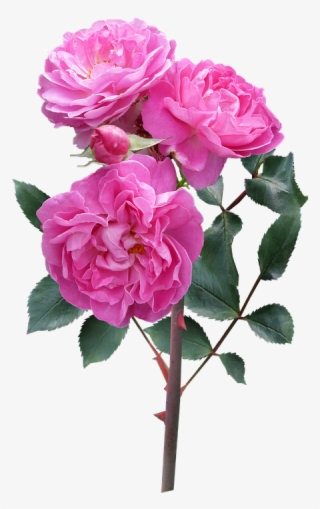 Rose, Flower, Stem Deep Pink Blooms - Rose I Flower