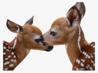 Deer Png Transparent Images - Mlade Životinje U Proljeće