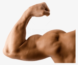 Free Png Muscle Png Images Transparent - Transparent Muscle Arms Png