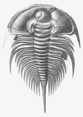 File Olenellus Thompsoni Png Wikimedia Commons Fileolenellus - Olenellus Trilobite