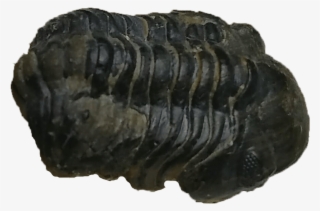 Proetus Trilobite Fossil - Oniscidea