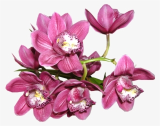 Orchid - Anggrek Png