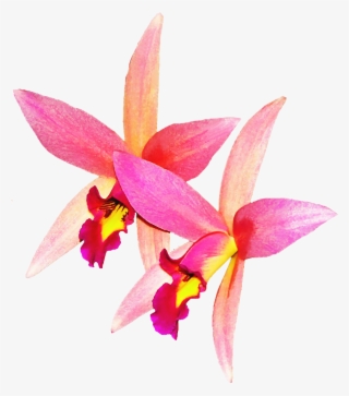 Orchid Flower Png Image - เวก เตอร์ ดอก กล้วยไม้