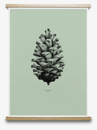 Pine Cone Form Us With Love - Drawing Thin Pine Cone