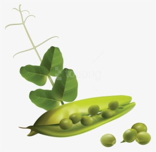 Download Pea Clipart Png Photo - Free Vector Vegetables