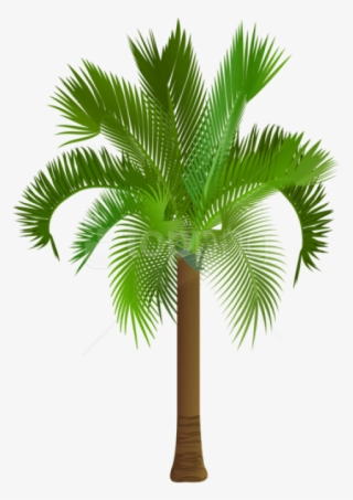 Free Png Palm Tree Png Images Transparent - Palmetto Tree Royalty Free