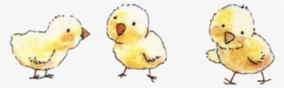 #baby #chicks #freetoedit - Duck