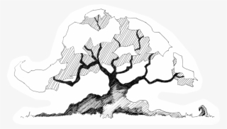 Trees In Plan Png