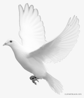 White Dove Clipart - White Dove Psd