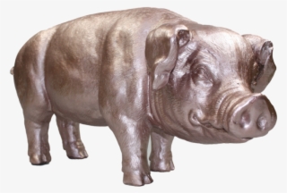 Piglet - Domestic Pig