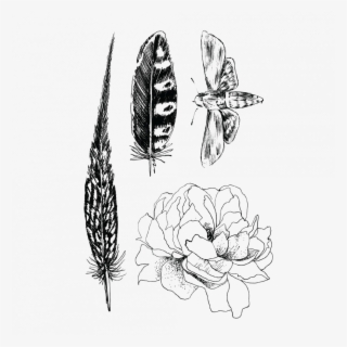 Black Set Of Feathers Flower And Moth - Sketch