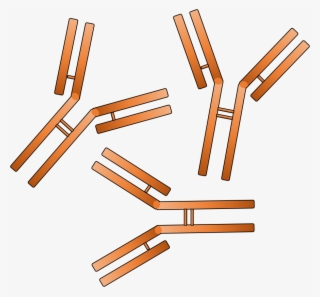Rabbit Monoclonal Antibody Service - Antibody Clip Art