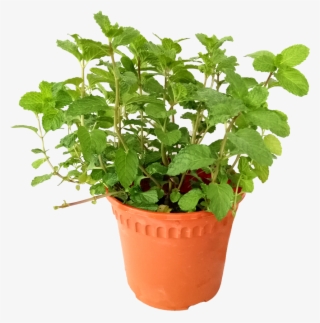 Are Mint Leaves Edible - Flowerpot