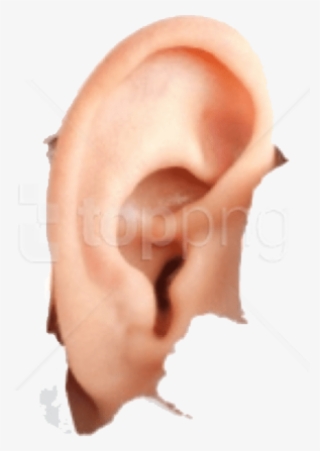 Download Human Ear Png Images Background - Hyperacusis Ear Plugs