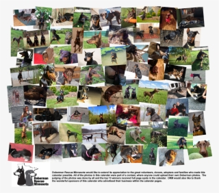 2015 Doberman Rescue Calendars Now Available $15 Each - Collage