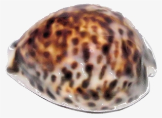 Tiger - Shell