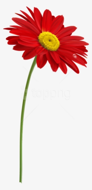 Free Png Red Gerber With Stem Png Images Transparent - One Red Flower Clipart