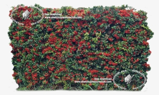 18708 Cut-out Autumnal Hedge Texture - Begonia