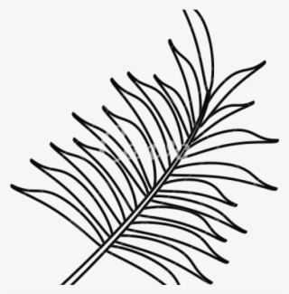 Drawn Leaves Banana - Palm Leaf Outline Png